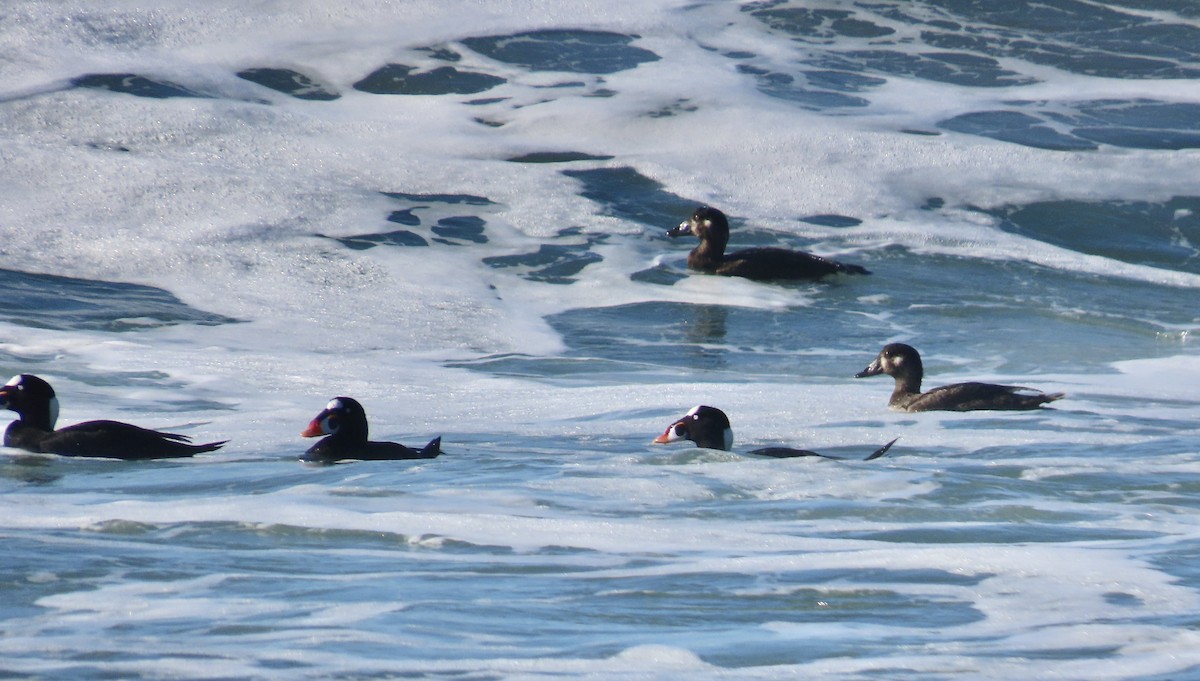 קטיפנית משברים - ML647105152
