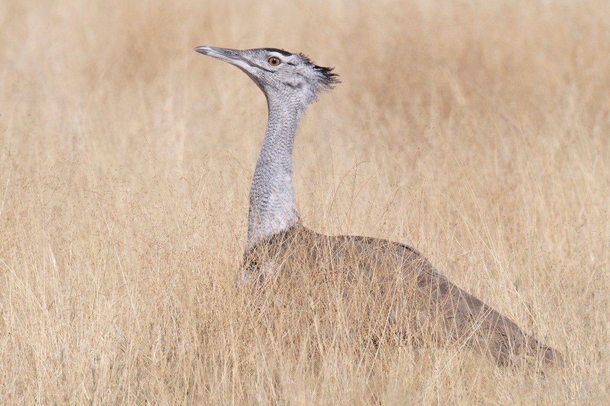 アフリカオオノガン - ML647105155