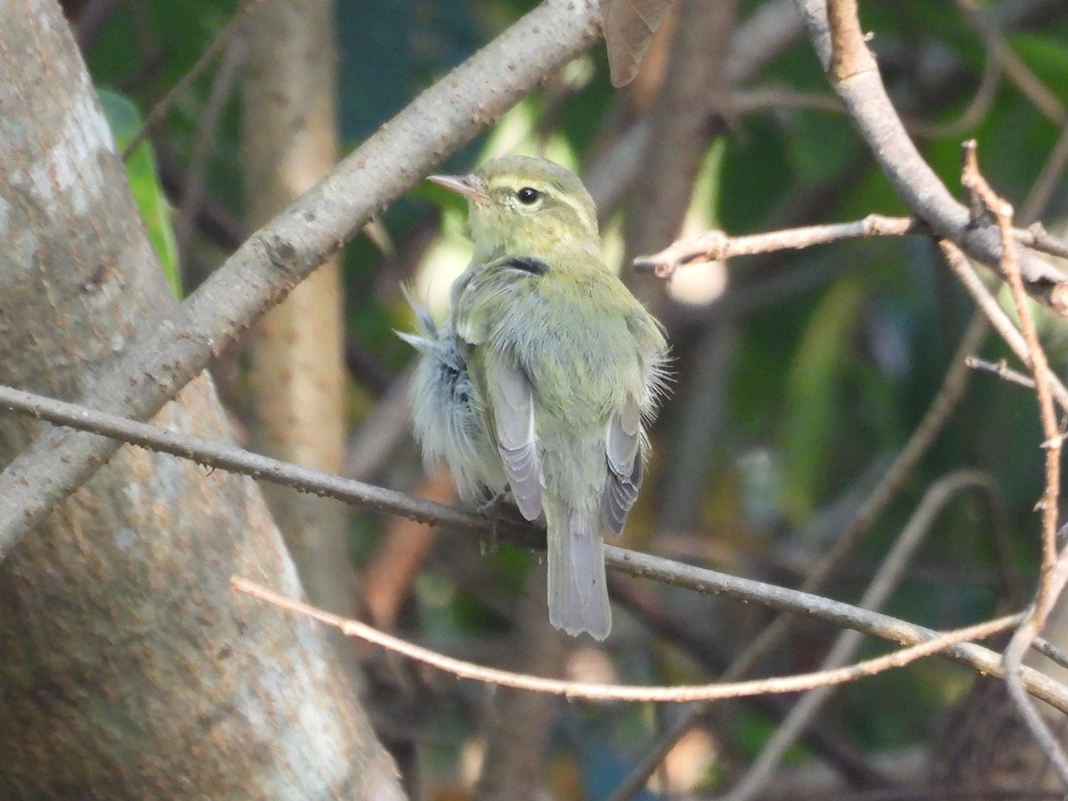 Green Warbler - ML647105159