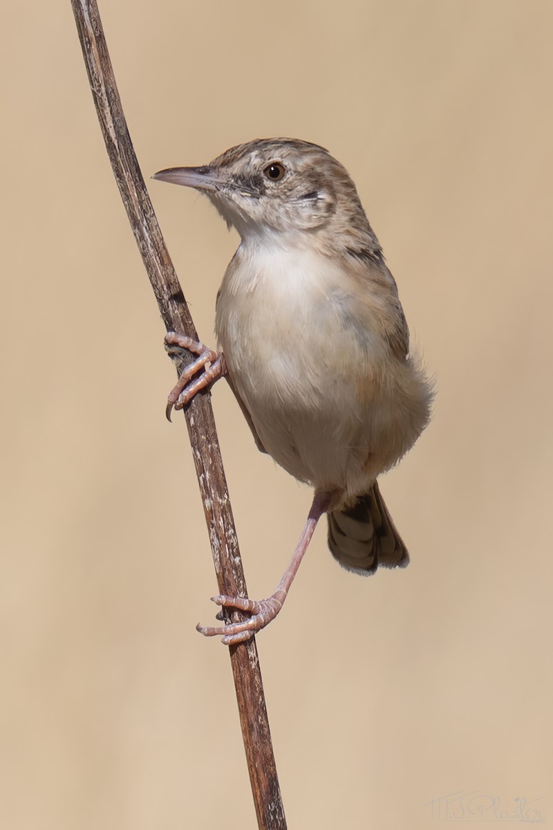 Desert Cisticola - ML647105167