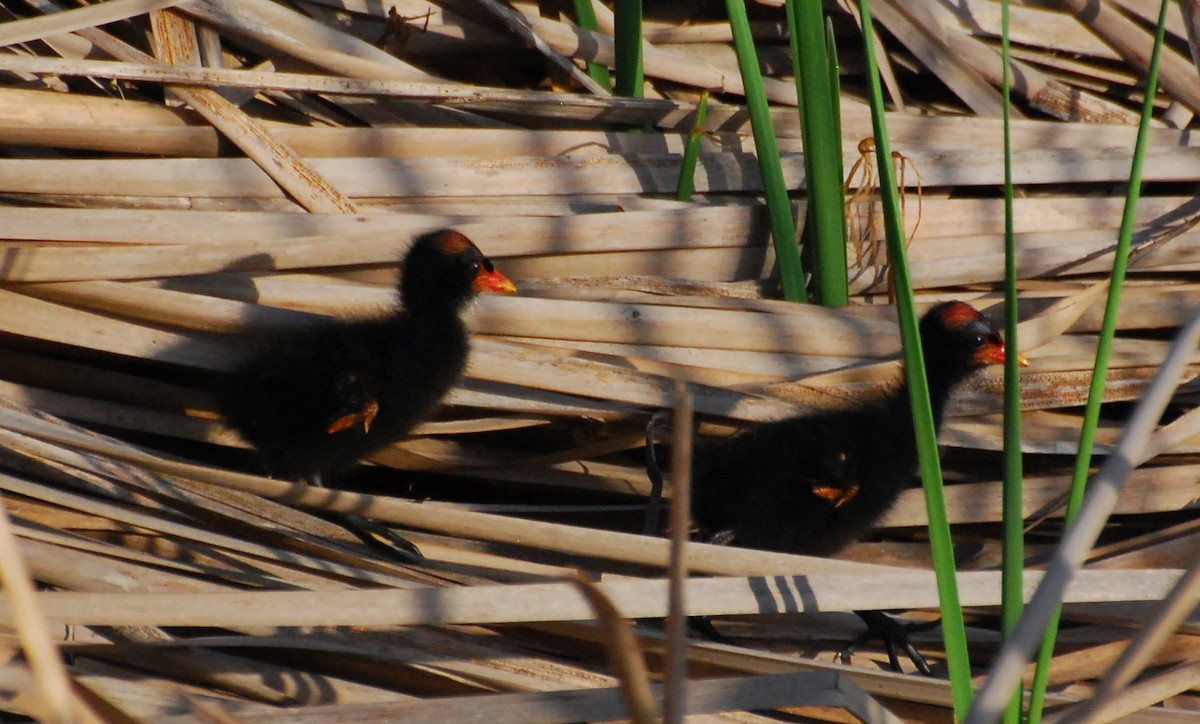 Курочка латиноамериканська - ML647105171