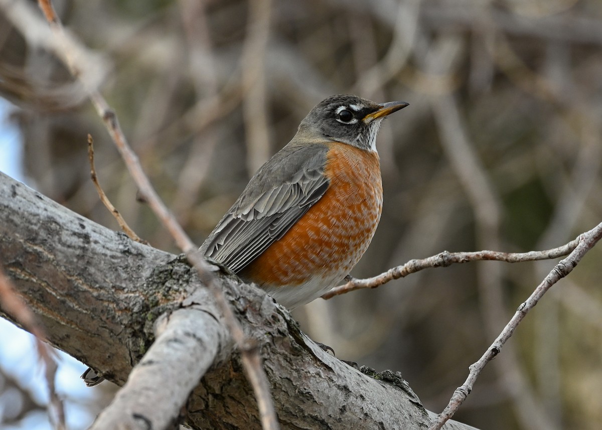 Merle d'Amérique - ML647105180