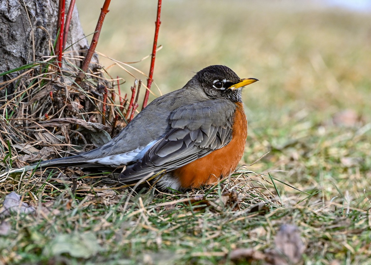 Merle d'Amérique - ML647105181