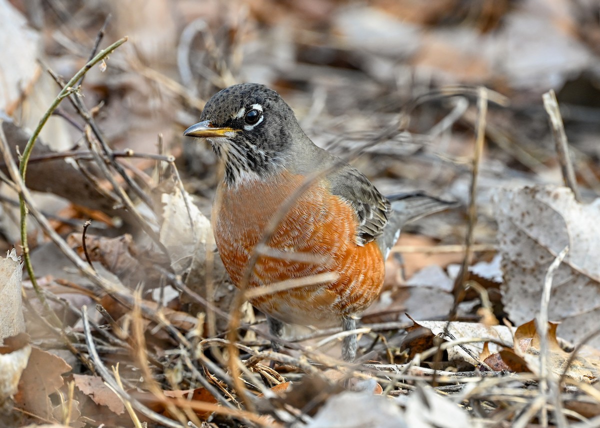 American Robin - ML647105186