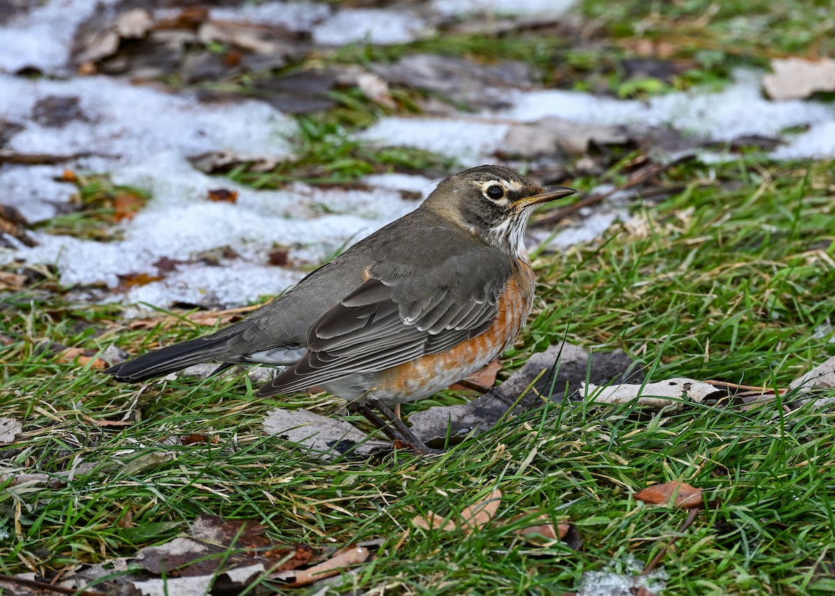Merle d'Amérique - ML647105188