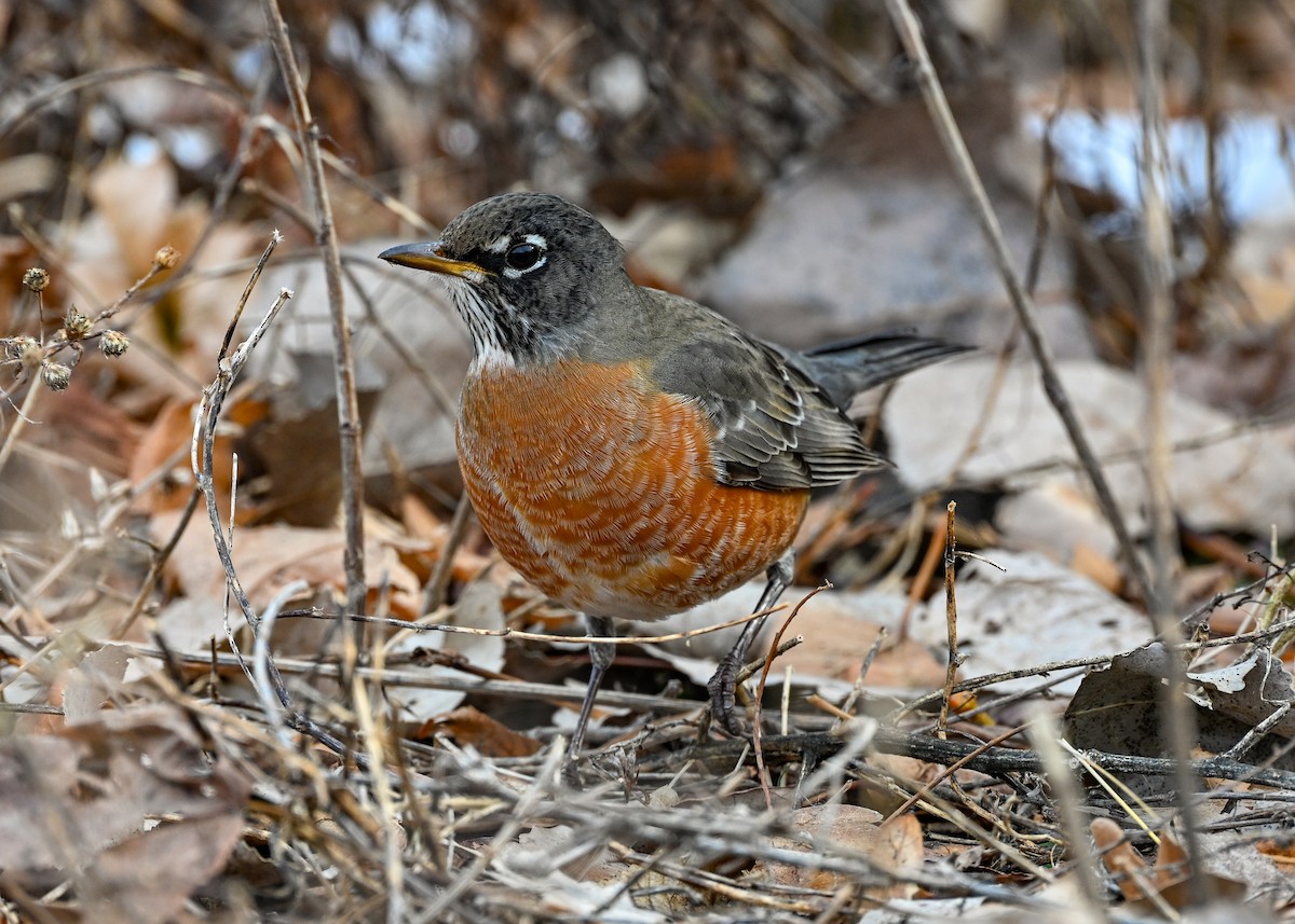 American Robin - ML647105189