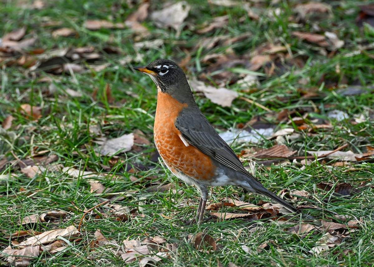American Robin - ML647105190
