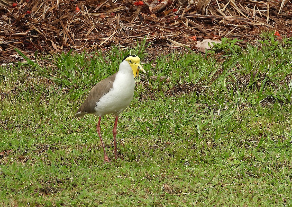 Masked Lapwing - ML647105191