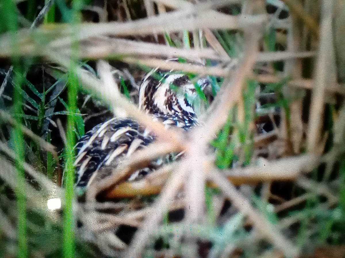 Rain Quail - ML647105195