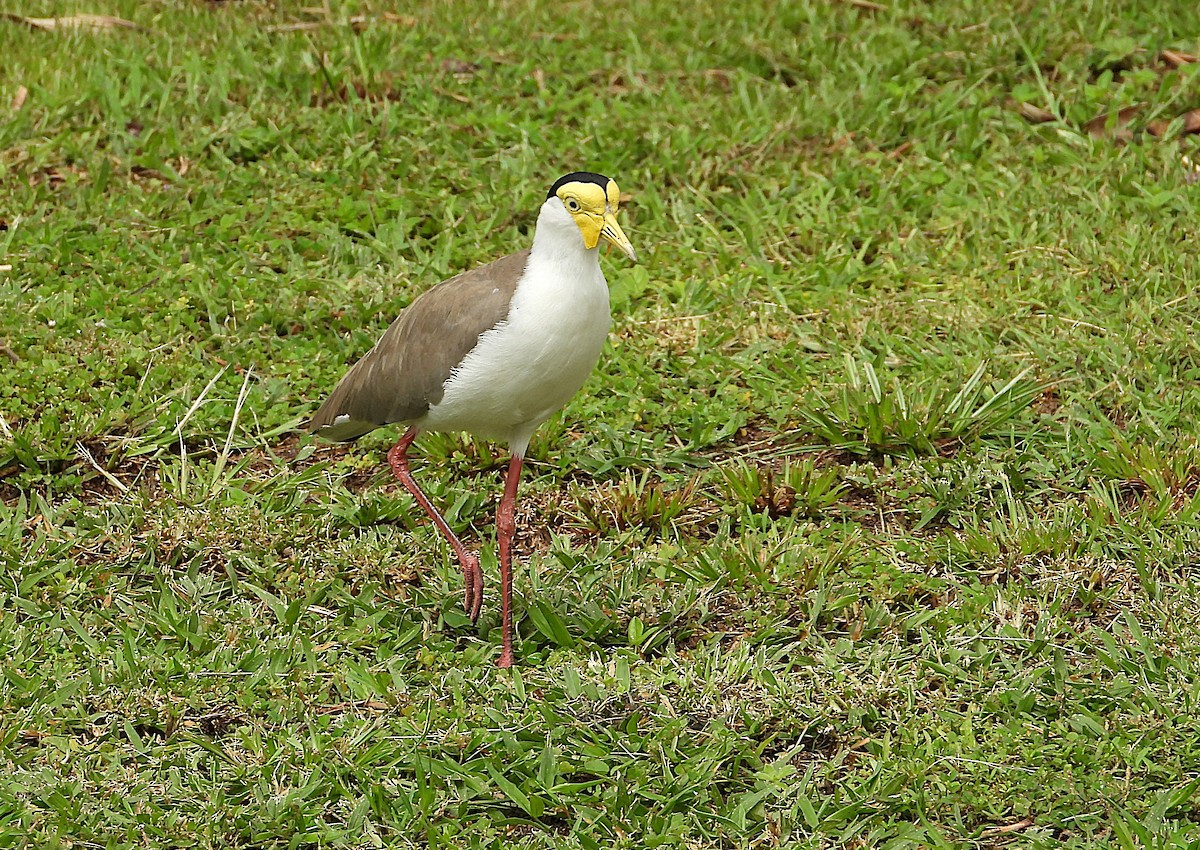 Masked Lapwing - ML647105197