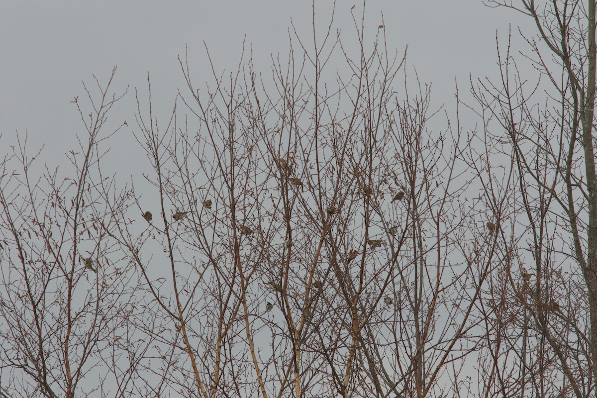 Redpoll (Common) - ML647105199