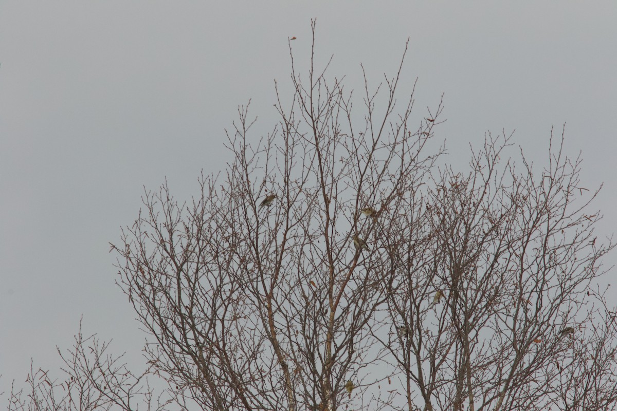 Redpoll (Common) - ML647105200