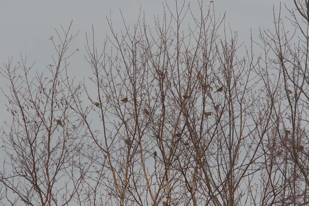 Redpoll (Common) - ML647105201