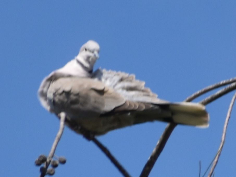 Eurasian Collared-Dove - ML647105203