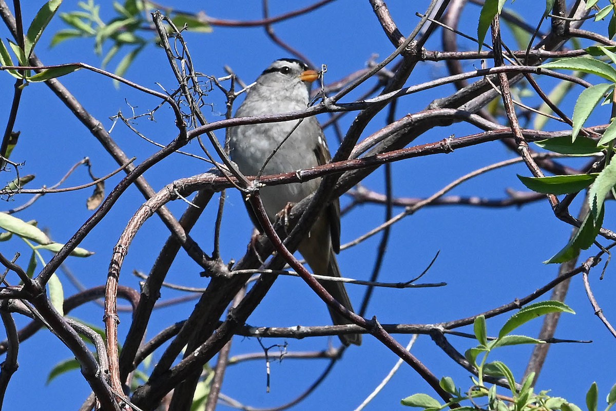 White-crowned Sparrow - ML647105204