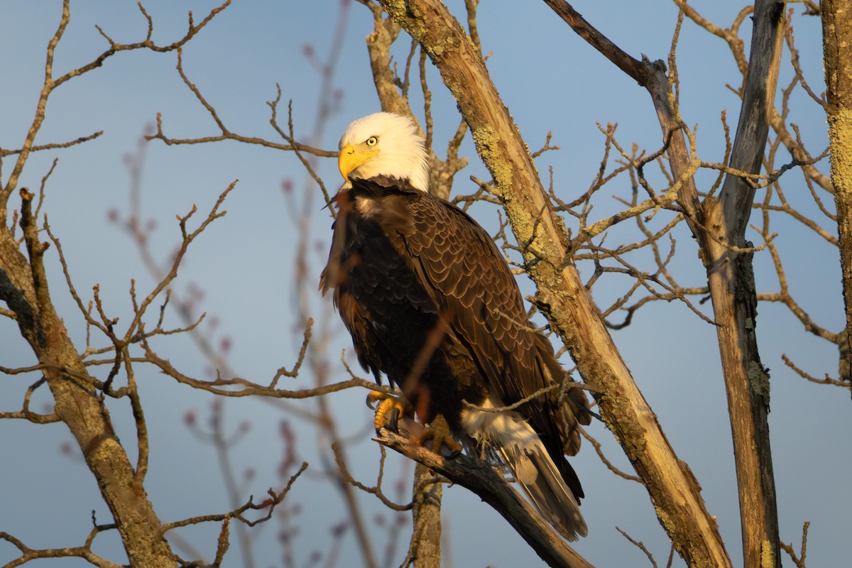 Bald Eagle - ML647105206
