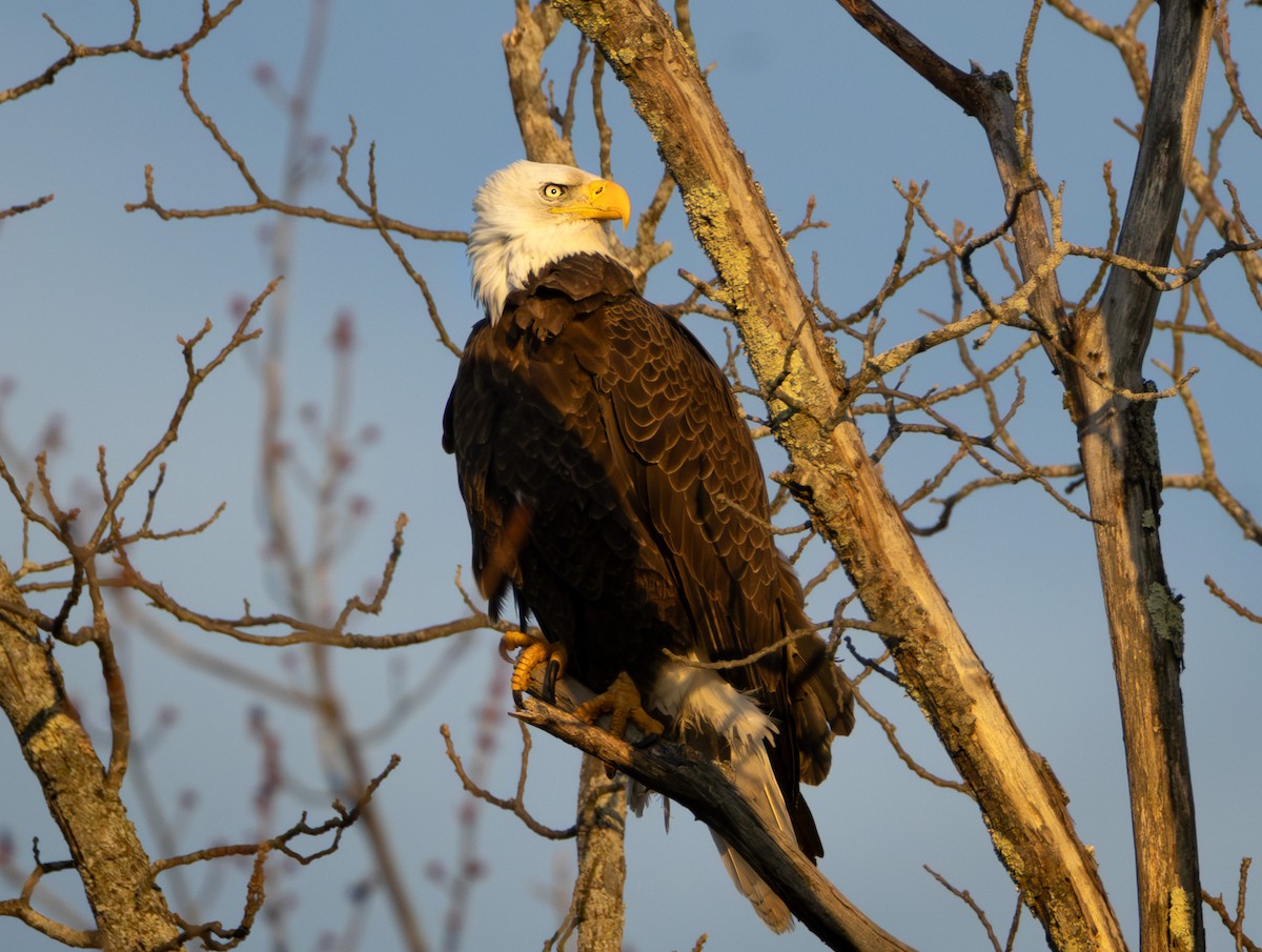 Bald Eagle - ML647105207