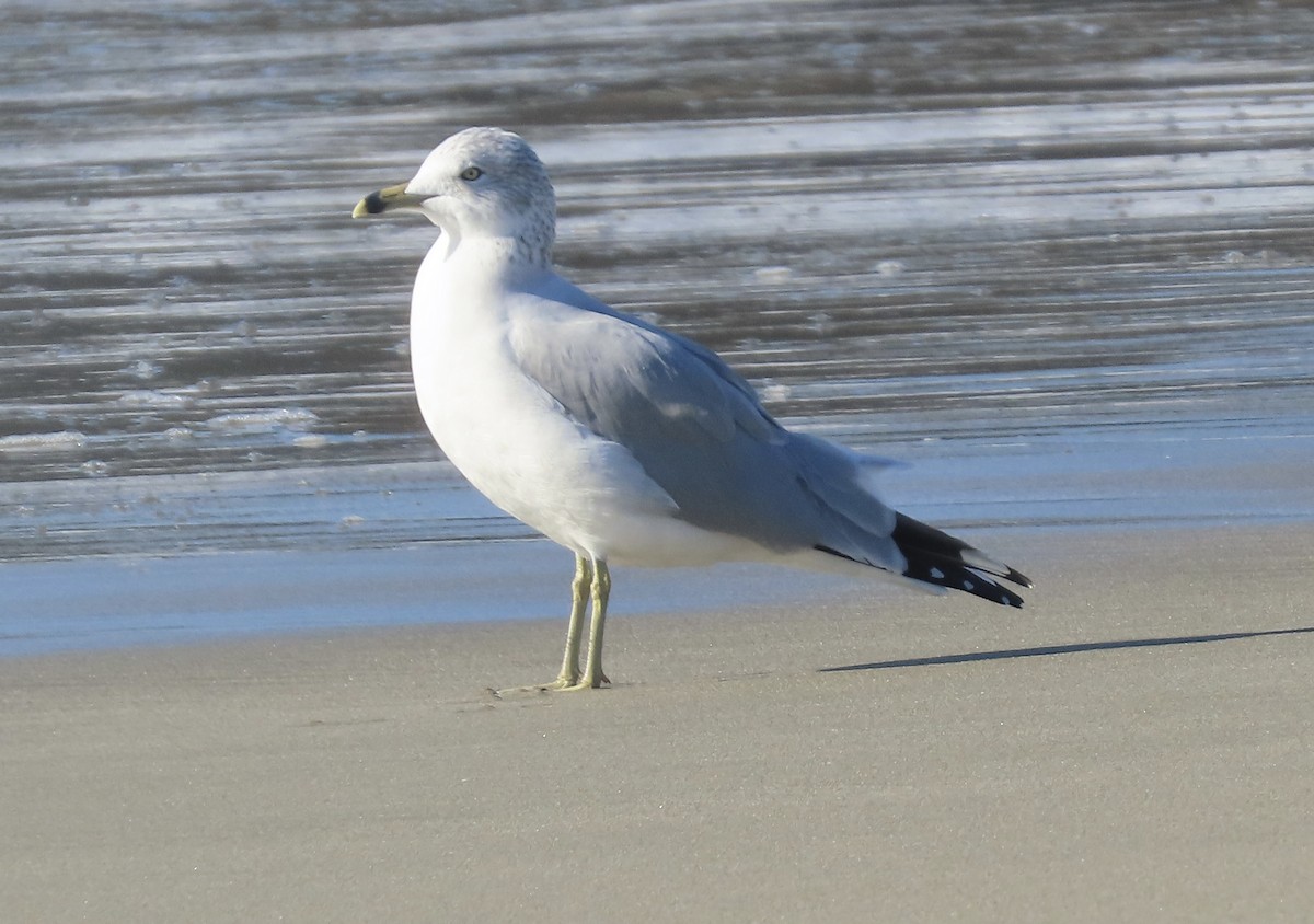 Ring-billed Gull - ML647105208