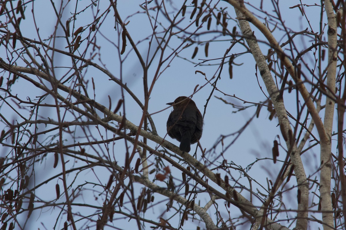 Rusty Blackbird - ML647105209