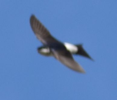 Western House-Martin - ML647105211