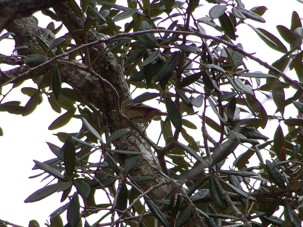 Ruby-crowned Kinglet - ML647105212