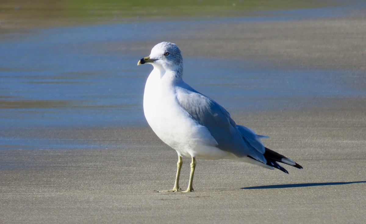 Ring-billed Gull - ML647105213