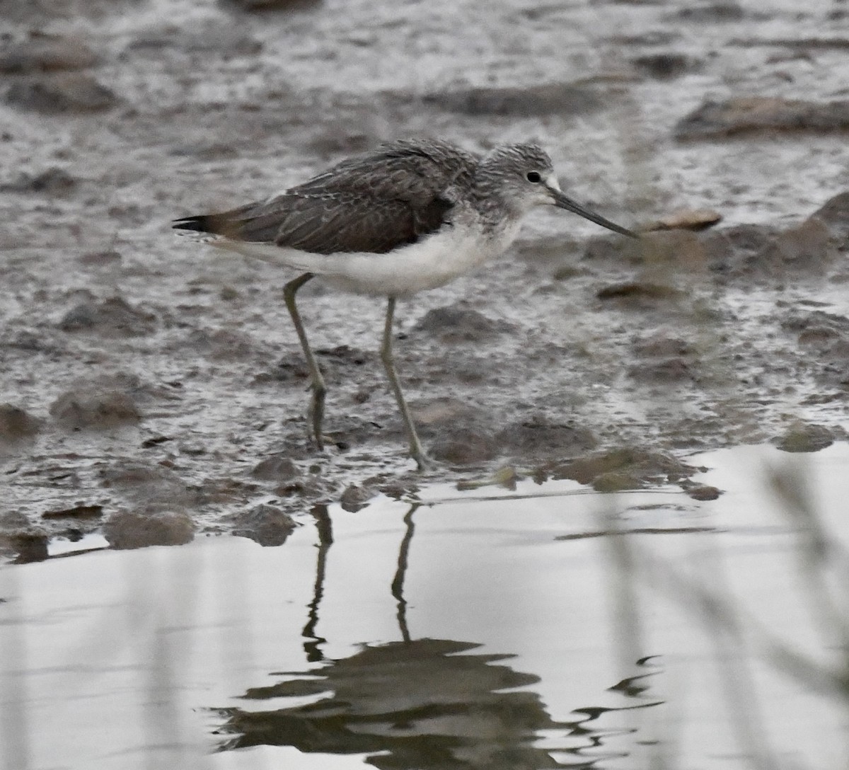 Common Greenshank - ML647105215