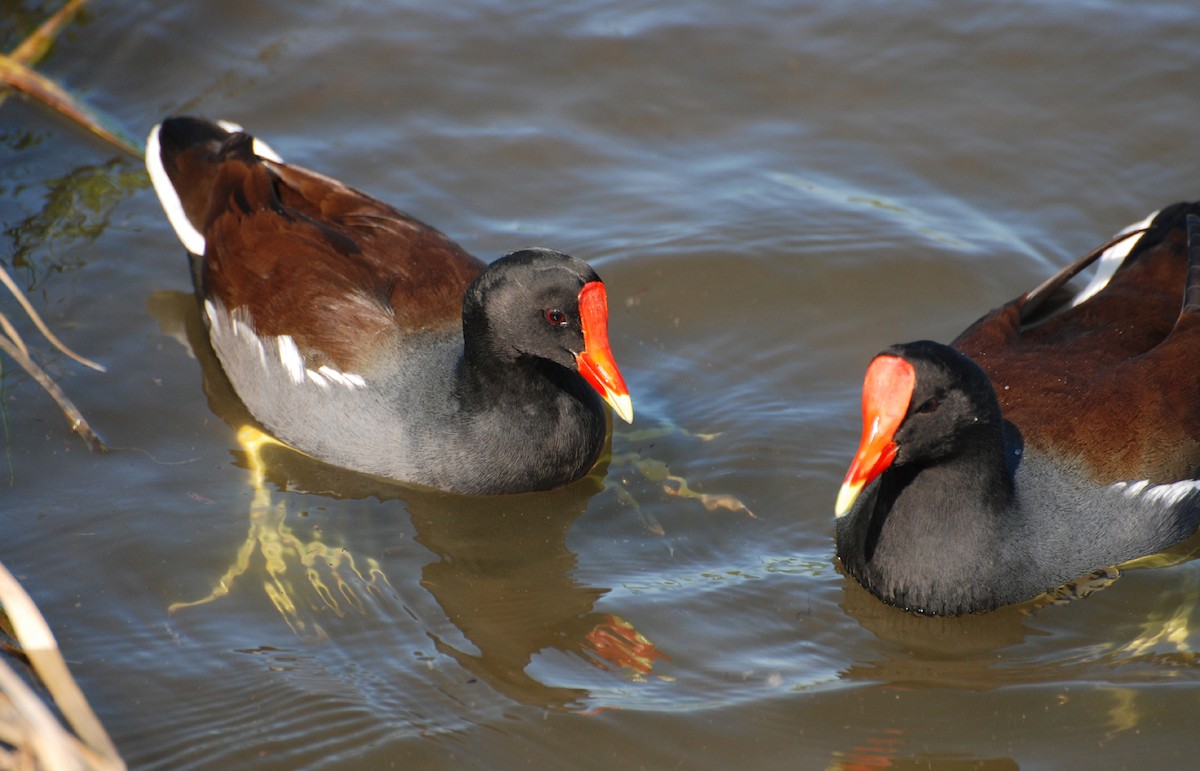 Common Gallinule - ML647105216