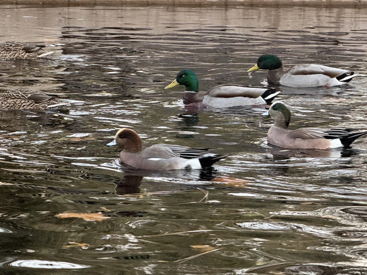 hvízdák eurasijský x americký (hybrid) - ML647105217