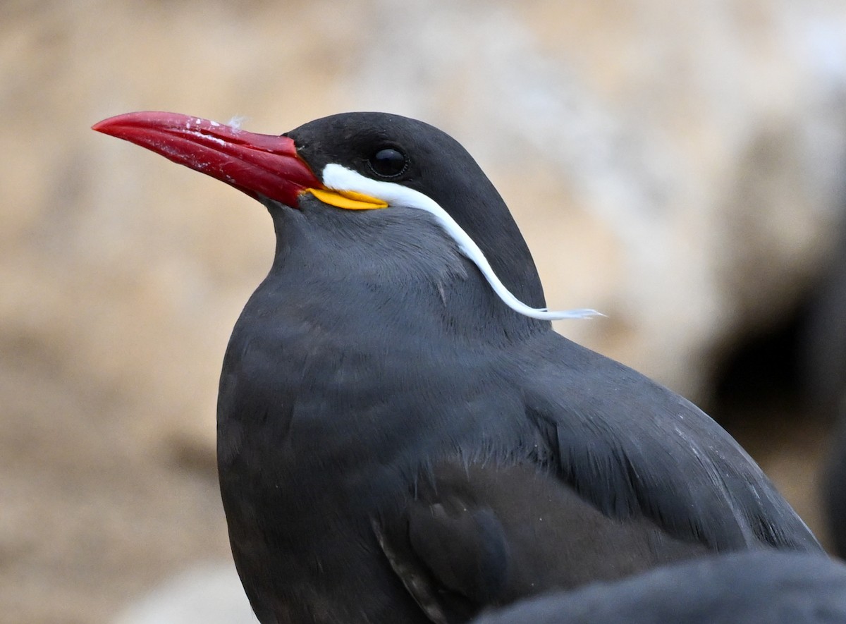 Inca Tern - ML647105218
