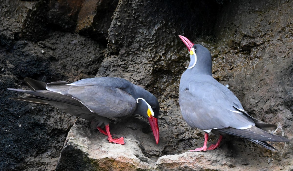 Inca Tern - ML647105220