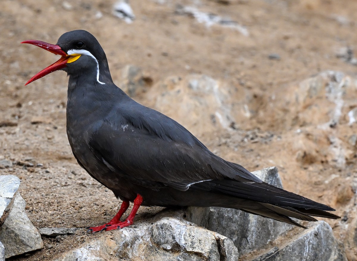 Inca Tern - ML647105221