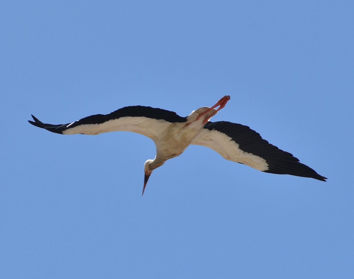 White Stork - ML647105222
