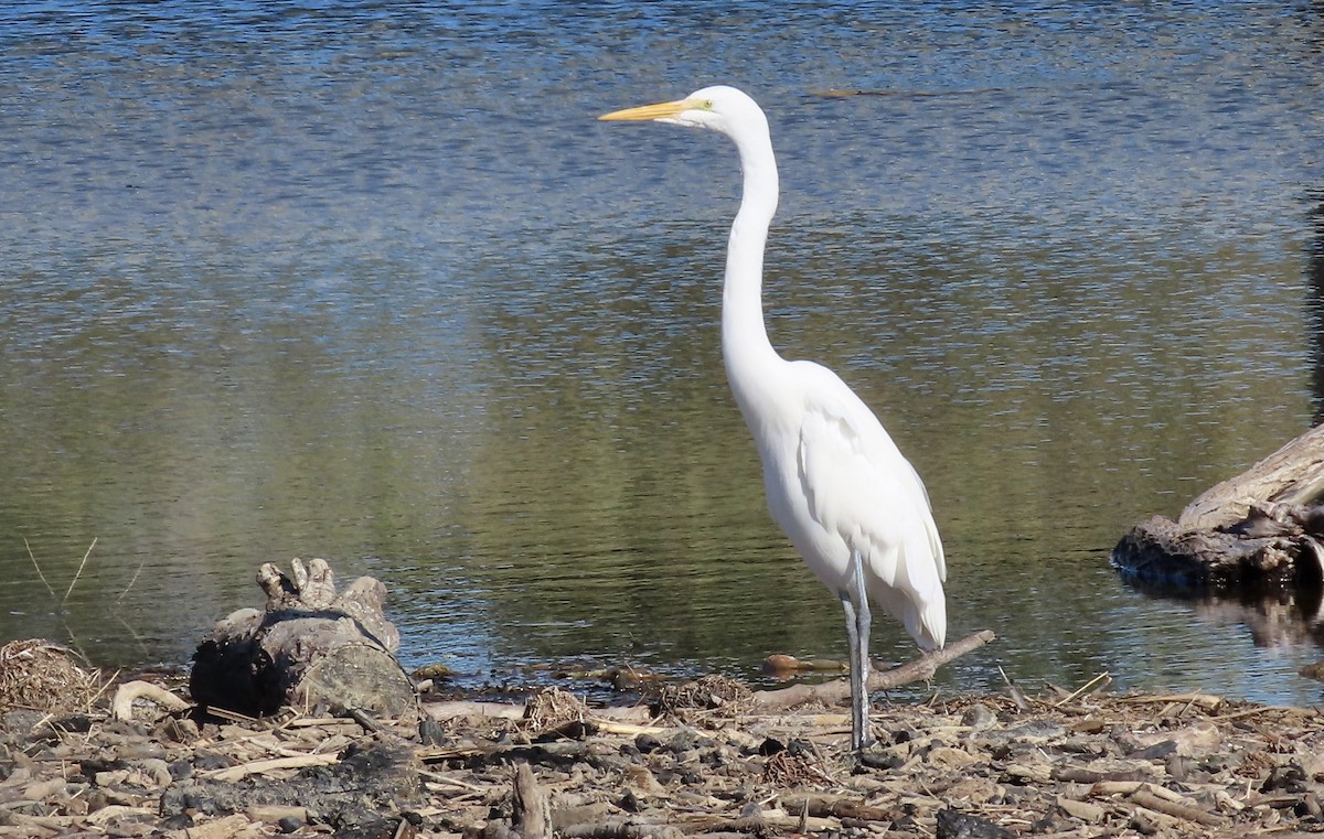 Great Egret - ML647105223