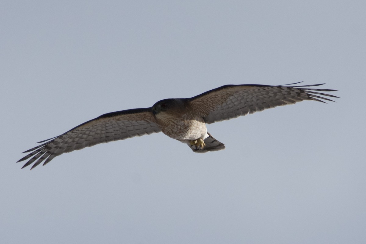 Cooper's Hawk - ML647105225