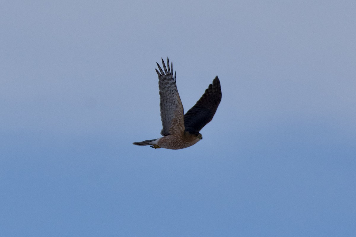 Cooper's Hawk - ML647105226