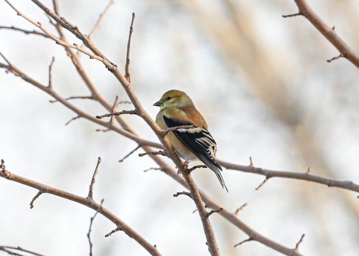 American Goldfinch - ML647105227