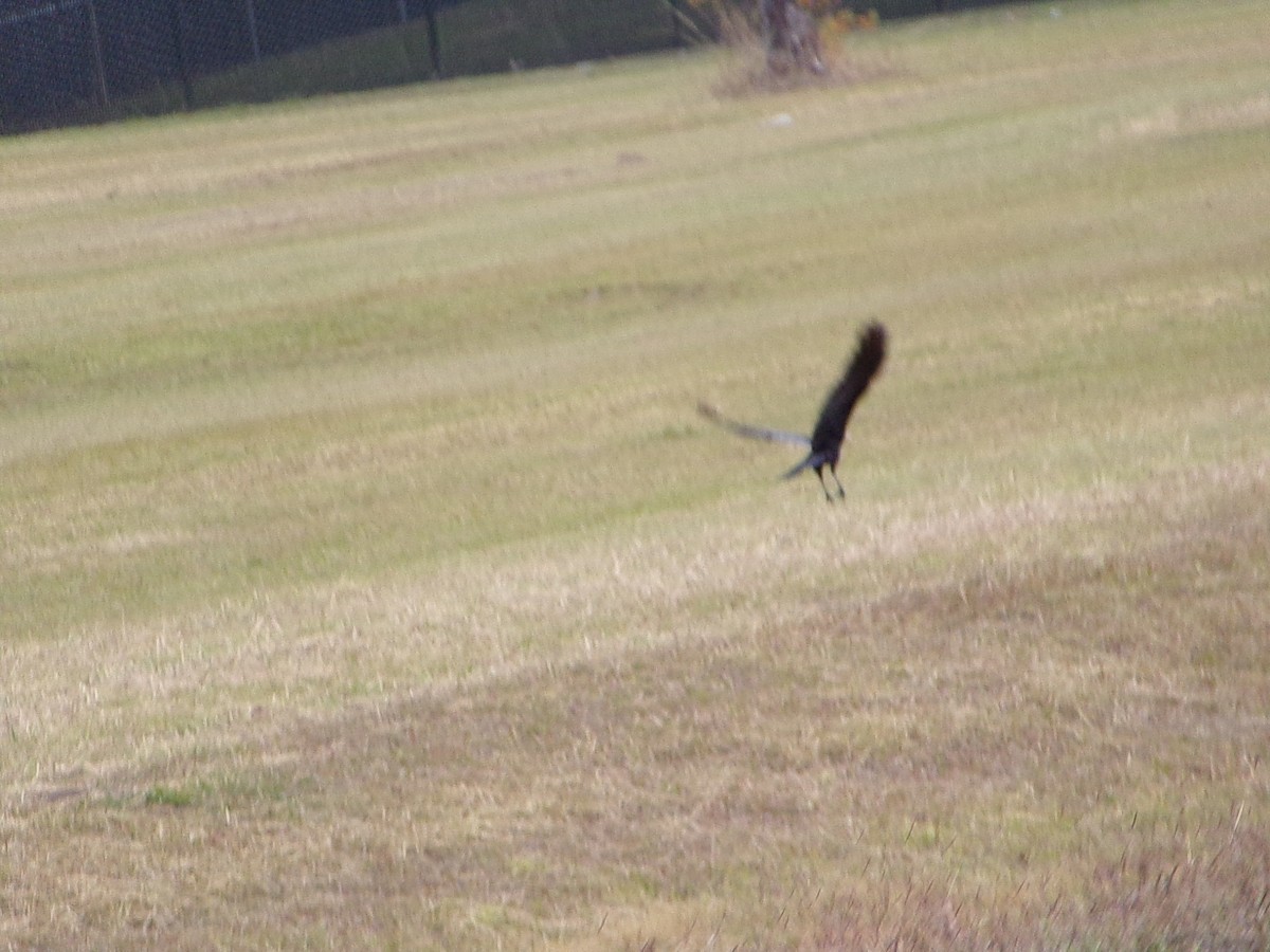 American Crow - ML647105230