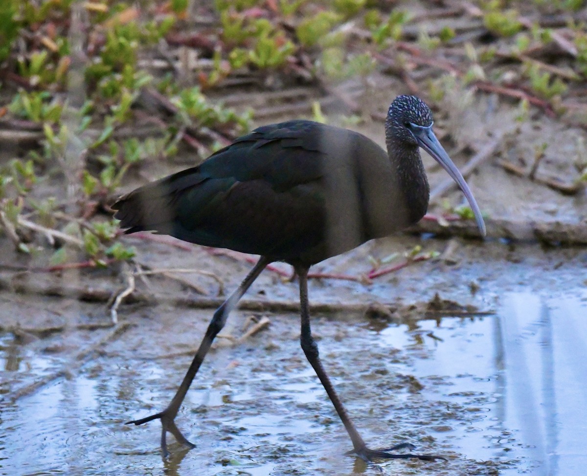 Glossy Ibis - ML647105233