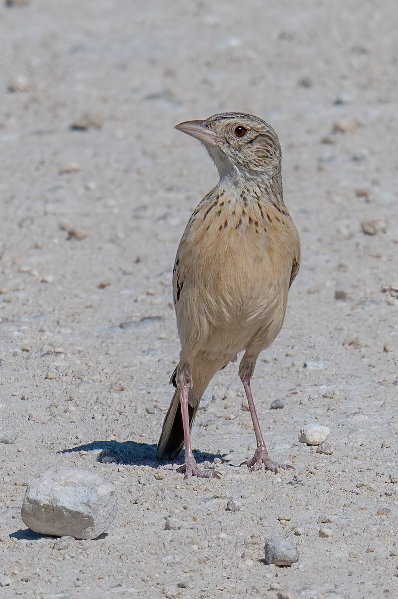 Ботсванский жаворонок - ML647105237