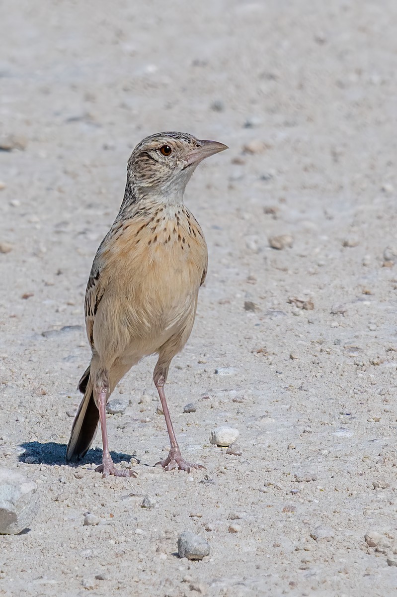 Ботсванский жаворонок - ML647105238