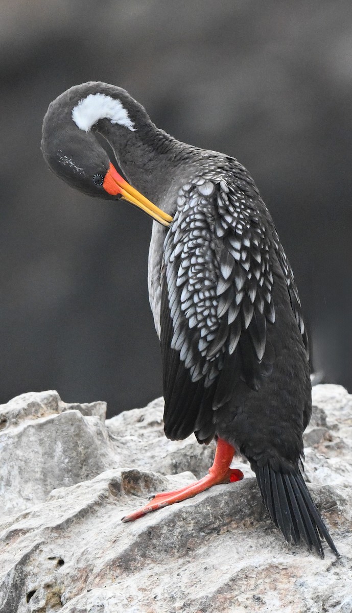 Red-legged Cormorant - ML647105244