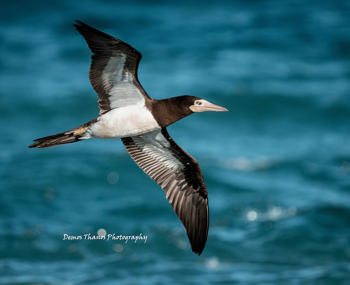 Brown Booby - ML647105246