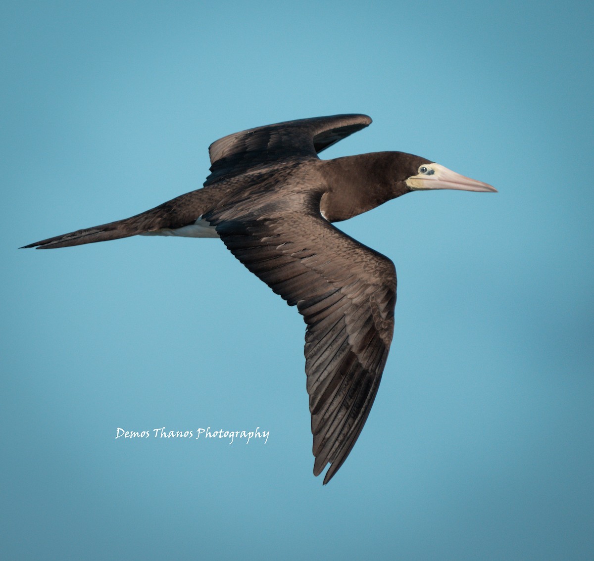 Brown Booby - ML647105247