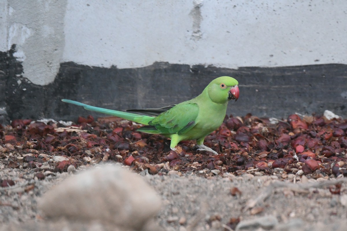 Rose-ringed Parakeet - ML647105248
