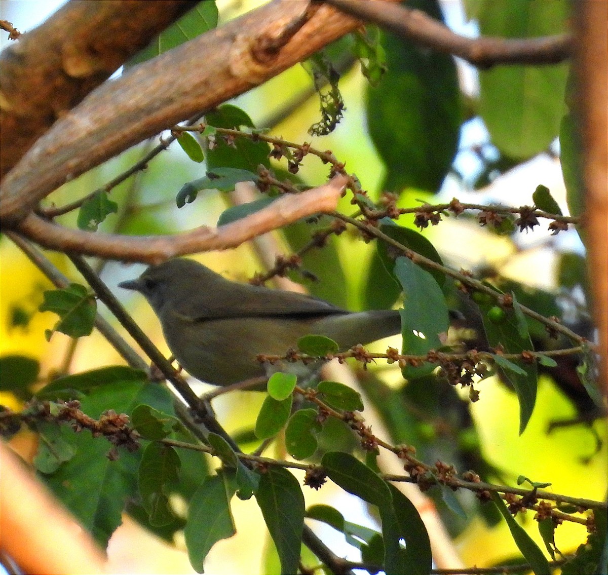 Blyth's Reed Warbler - ML647105250