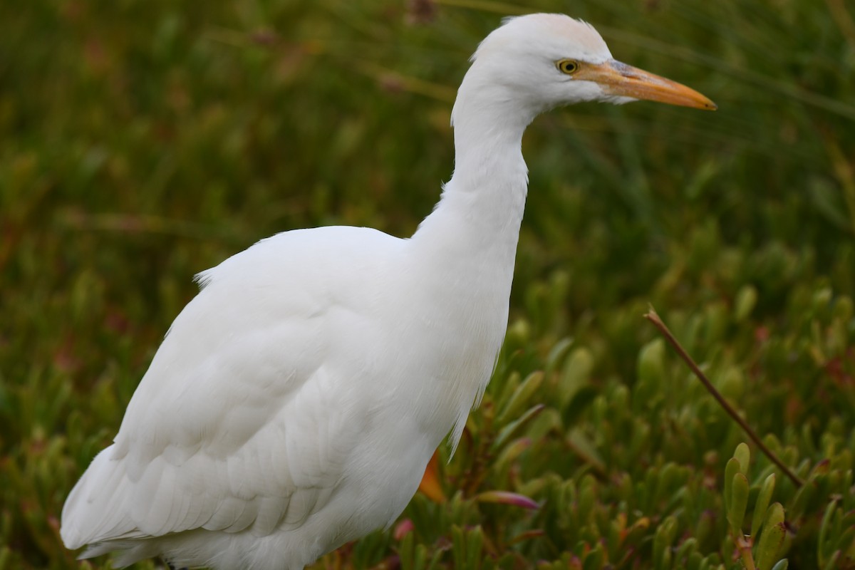 Western Cattle-Egret - ML647105251