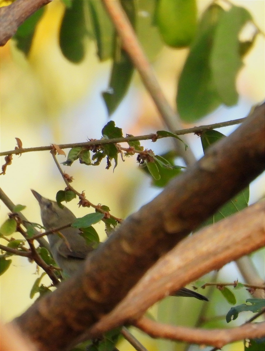 Blyth's Reed Warbler - ML647105252