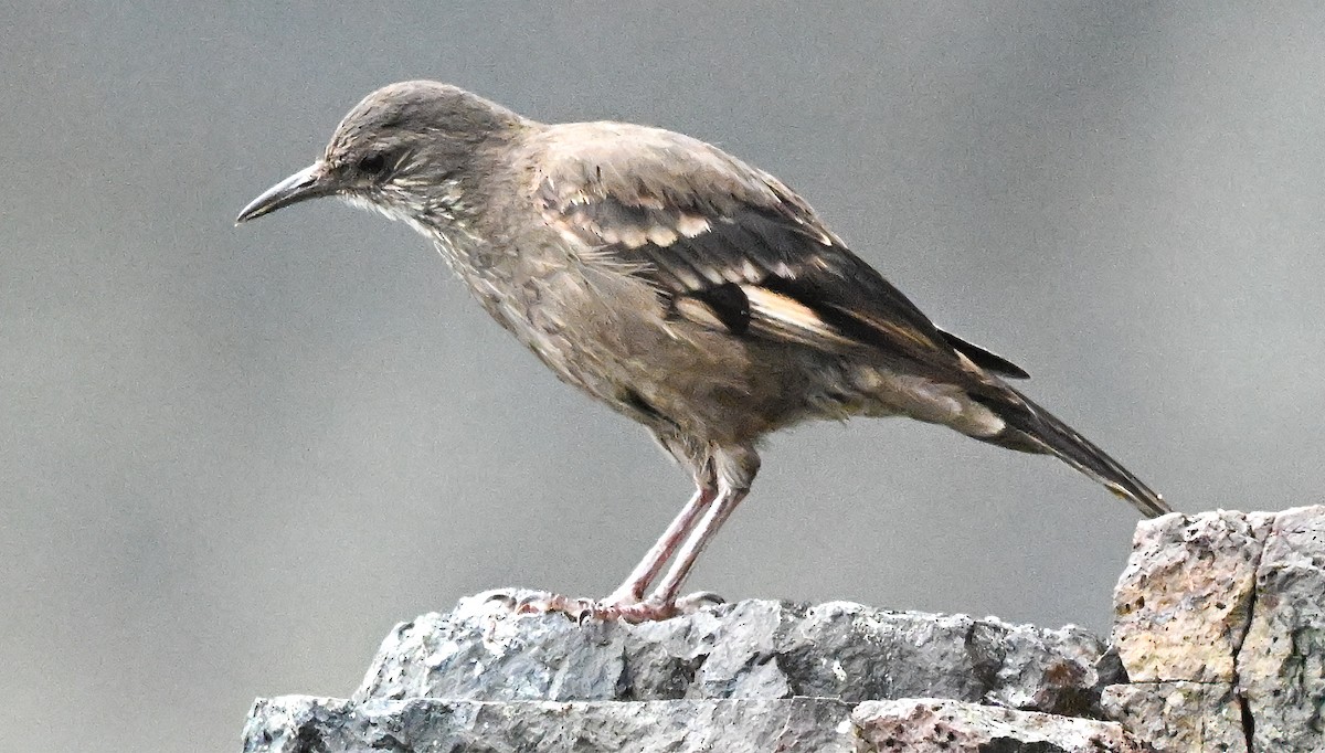 Береговая трясохвостка - ML647105254