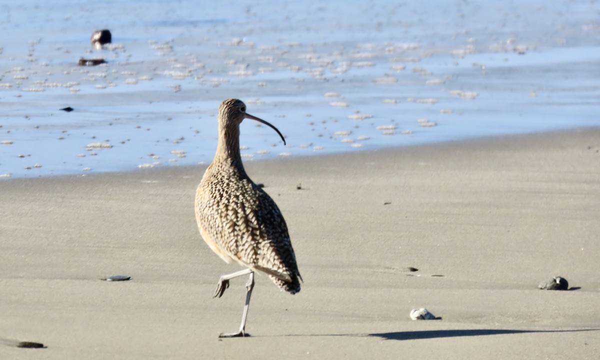 Кульон американський - ML647105258